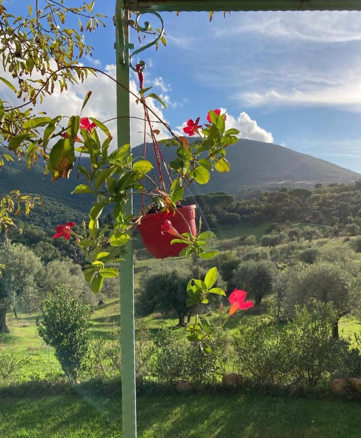 Agriturismo Is Conchisceddas Gonnosfanàdiga 外观 照片