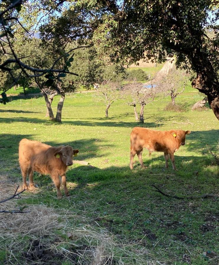 Agriturismo Is Conchisceddas Gonnosfanàdiga 外观 照片