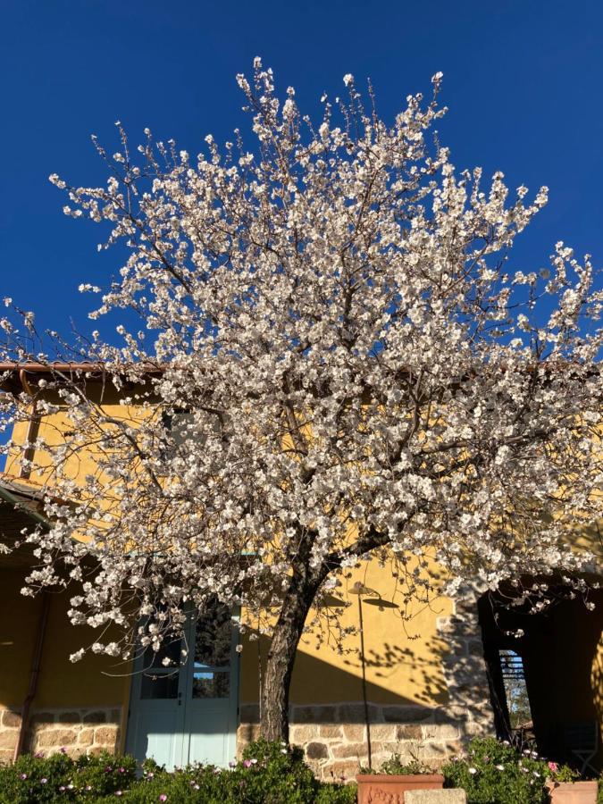 Agriturismo Is Conchisceddas Gonnosfanàdiga 外观 照片