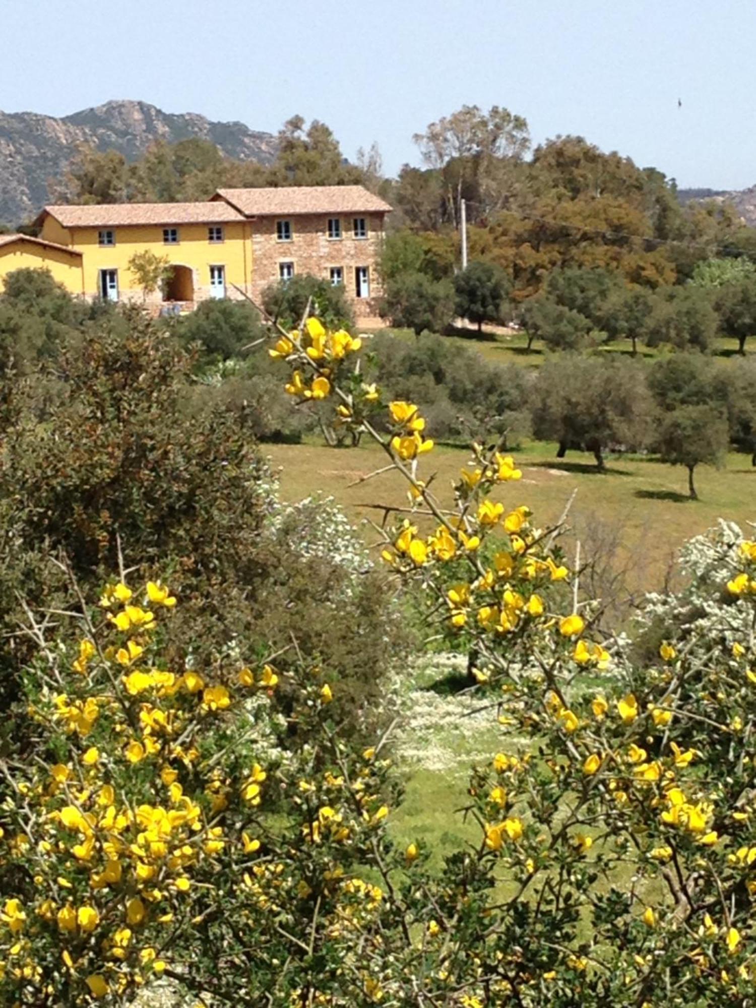 Agriturismo Is Conchisceddas Gonnosfanàdiga 外观 照片