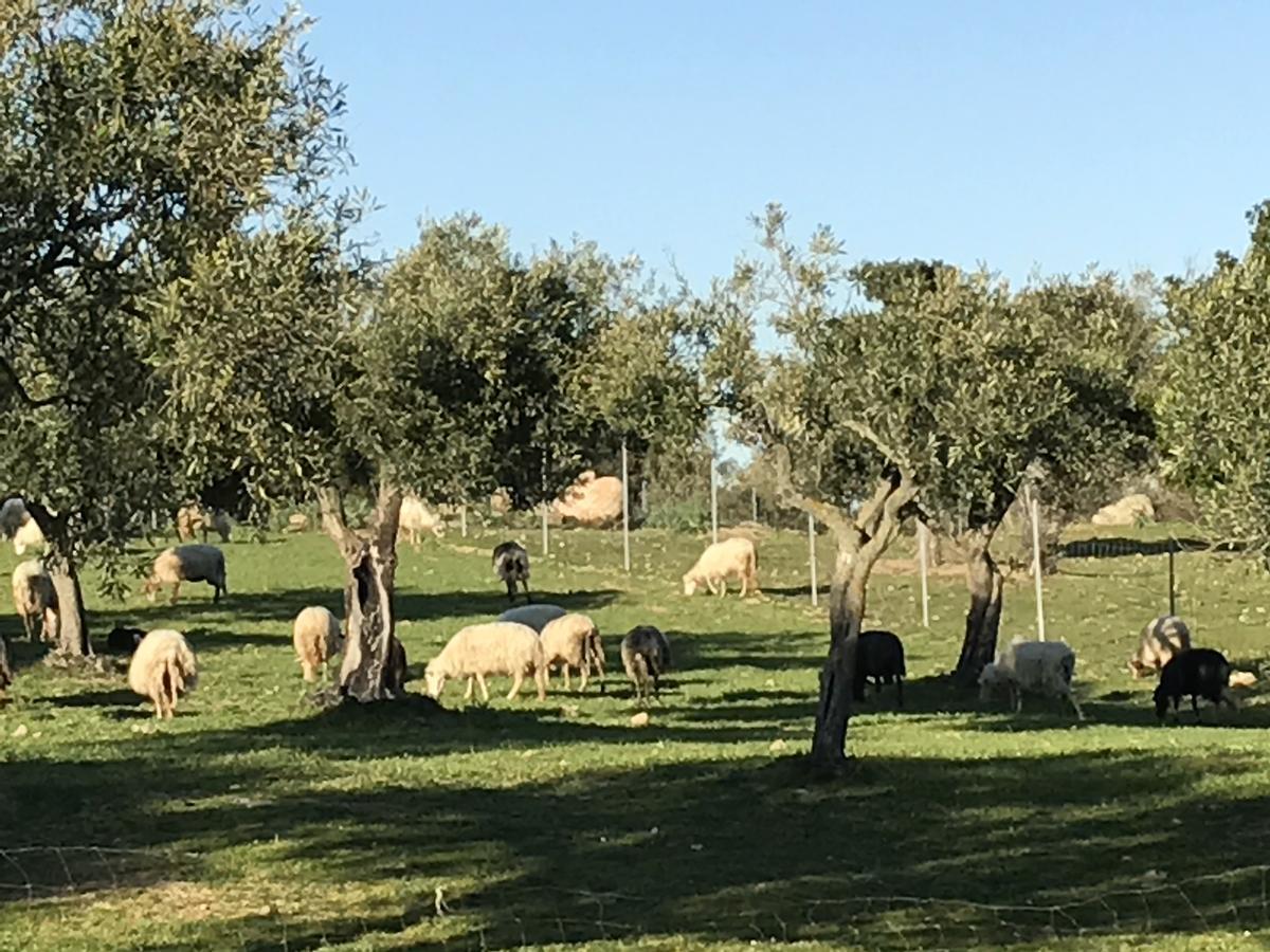 Agriturismo Is Conchisceddas Gonnosfanàdiga 外观 照片
