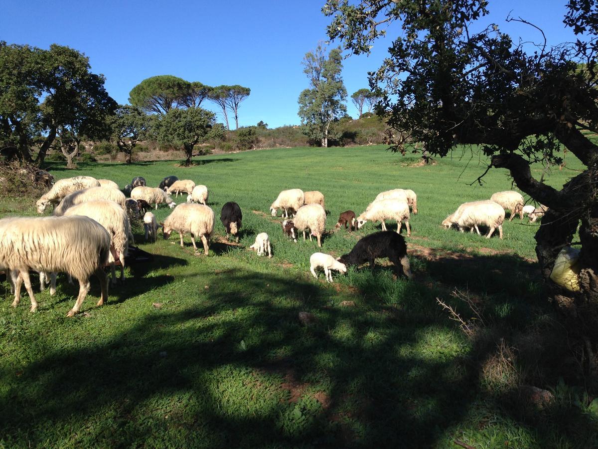 Agriturismo Is Conchisceddas Gonnosfanàdiga 外观 照片