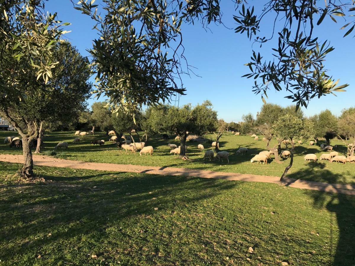 Agriturismo Is Conchisceddas Gonnosfanàdiga 外观 照片